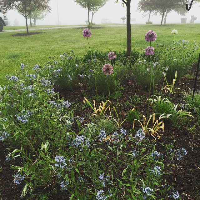 The Circle Garden on a Misty May Morning #allium #amsonia #captivatingcombination #repititionofform #outdoortransformations