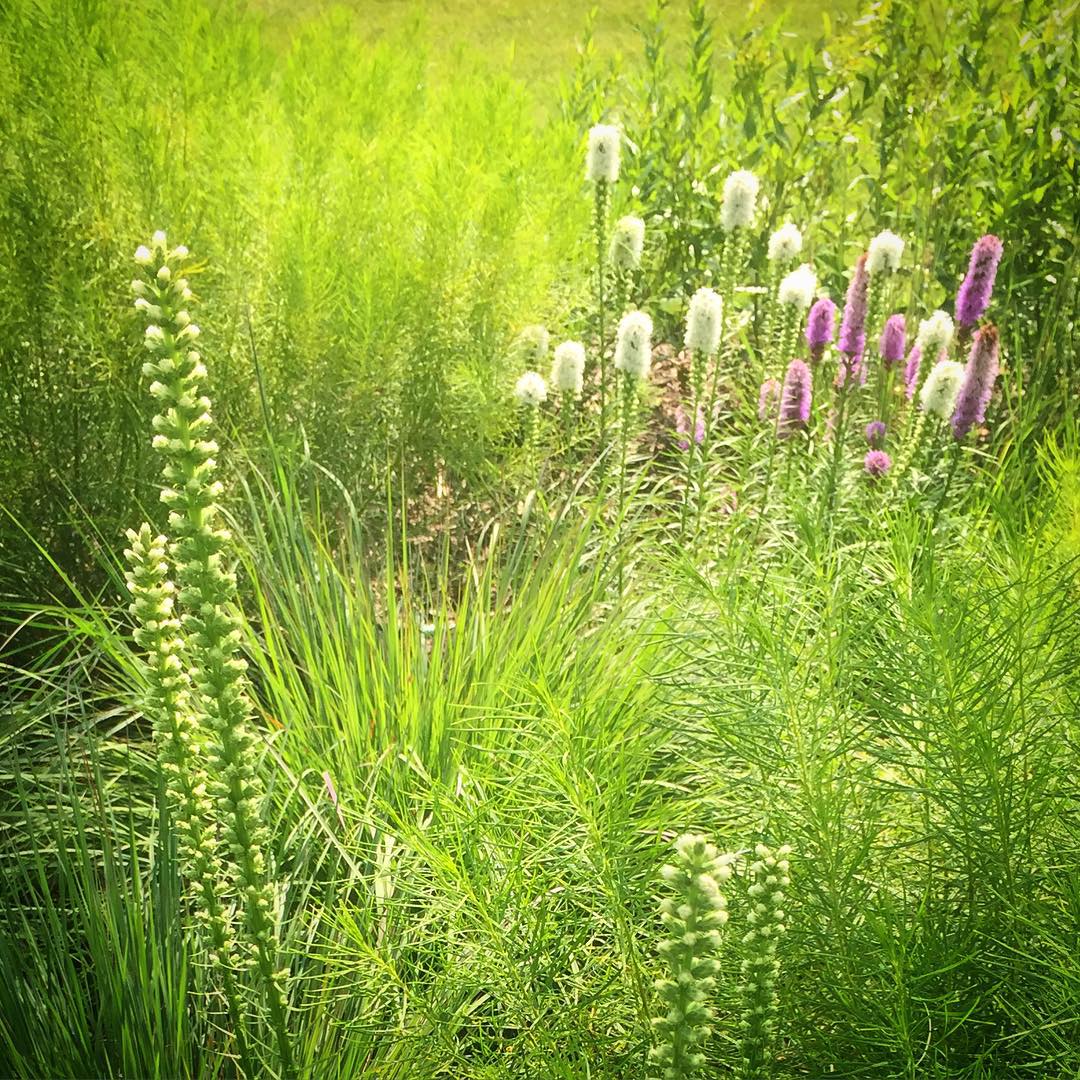 Verticality in the Garden #outdoortransformations #allium #amsonia #liatris #thecirclegarden