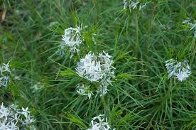 Amsonia hubrichtii flower